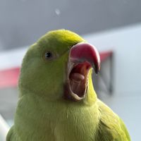 sipandsquawk