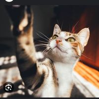 despertacuriosidades