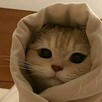 sukatobrut69