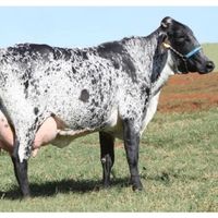 telesranchobomsucesso