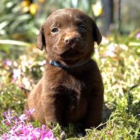 sullythechoclab