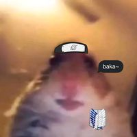 message_pov_snk