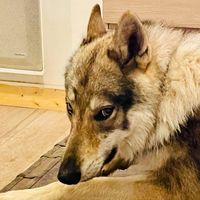 raghnar_z_orel__ochrana