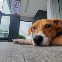 original sound - lecnajg.gonzales