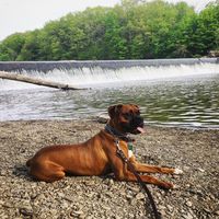 abrunox1