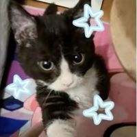 cutecovsh77