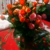yayis446