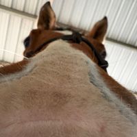 horses4ever239
