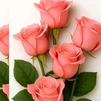 irma.hdz.847