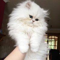 its.mano_billi