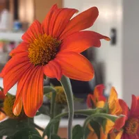 original sound - olasaltas0