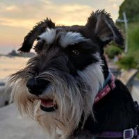 schnauzernikki