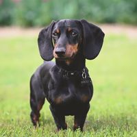 Mázli húsvéti vers 1. rész