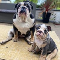 winniegeorgethebulldogs