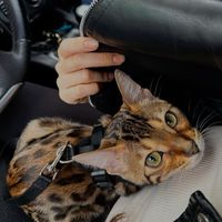 оригинальный звук