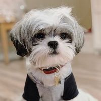 rasmustheshihtzu