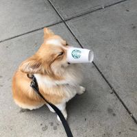 leonardo_di_corgiccino