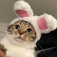 chroniclesofmunchkins