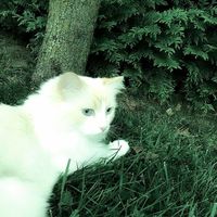 оригинальный звук