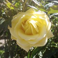 _isabel60_