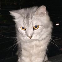 original sound - AnnyeongAnn