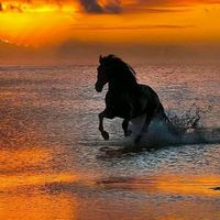 sunet original
