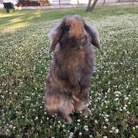angel.the.bunnyyy