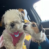 sunflowers807