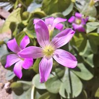 superandoansiedade26