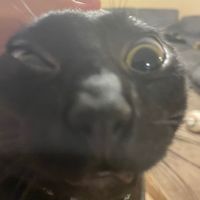 ozielandchamp
