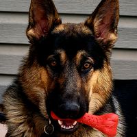 gsd_moose