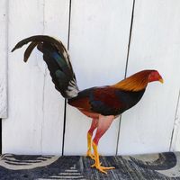 gallospremier