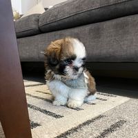 milo.shih.tzu