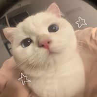 เสียงต้นฉบับ - ไดโนแงว