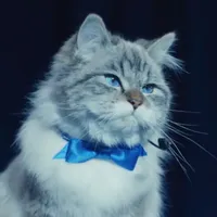 original sound - catnamedsquirrel