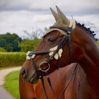 quaterhorse_ramira