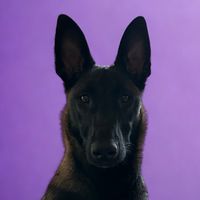 0live_the_menace