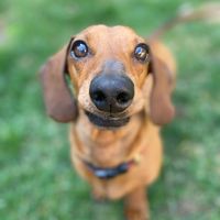 weeniestrong