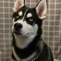 kyngthehusky