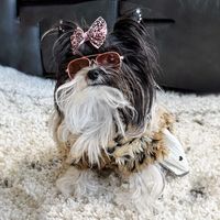 itscruellatheyorkie