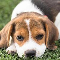 doggieloving