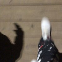 honestlywithscarlett