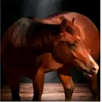 original sound - minhavidanumamala23kg