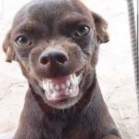 elperro_turista_011503