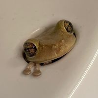 originalsinkfrog