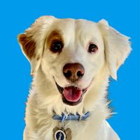 philiptherescuedog