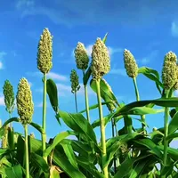 original sound - atifatud