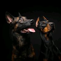 just._.dogss_