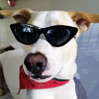 juancarlosthedog