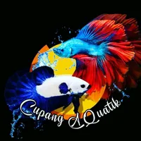 original sound - cupangaquatic.id